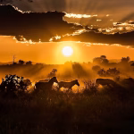 Wildlife Photography in South Africa