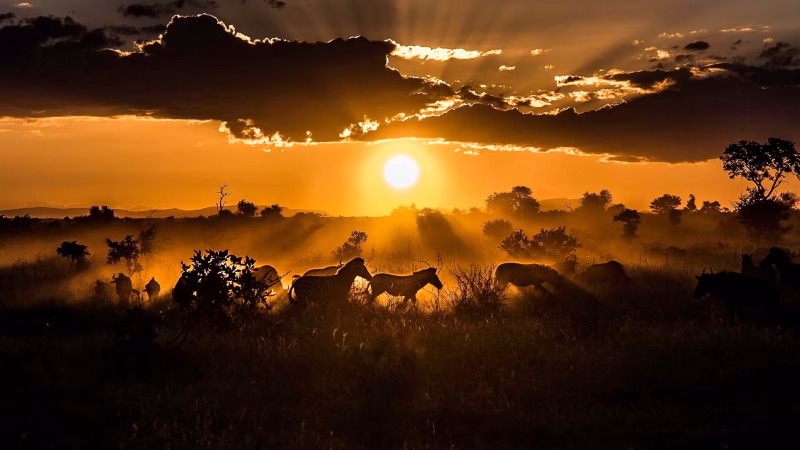 Wildlife Photography in South Africa