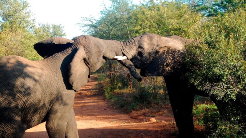 perfect photo in South Africa wild