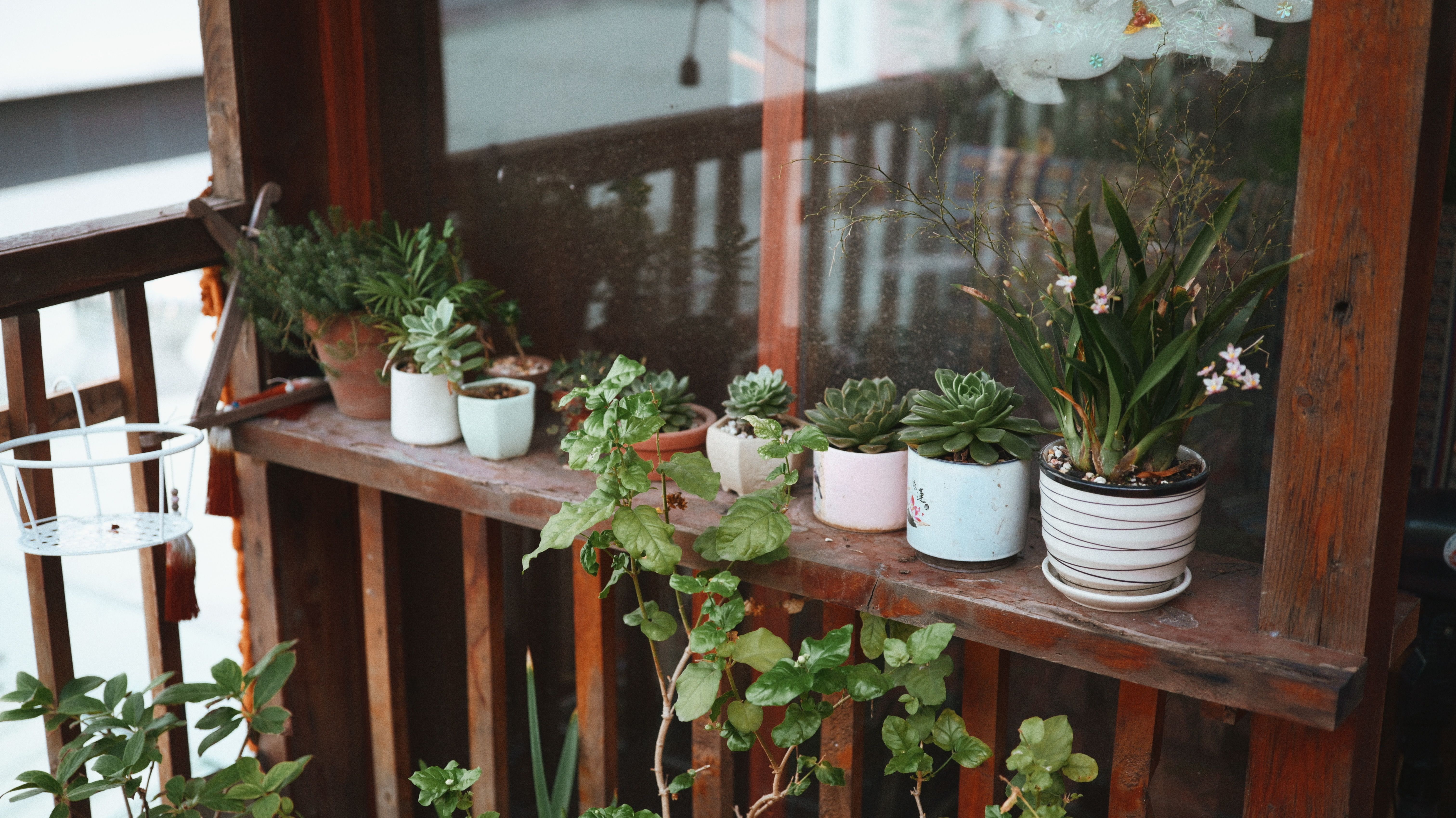 A cozy balcony adorned with a variety of potted succulents and plants