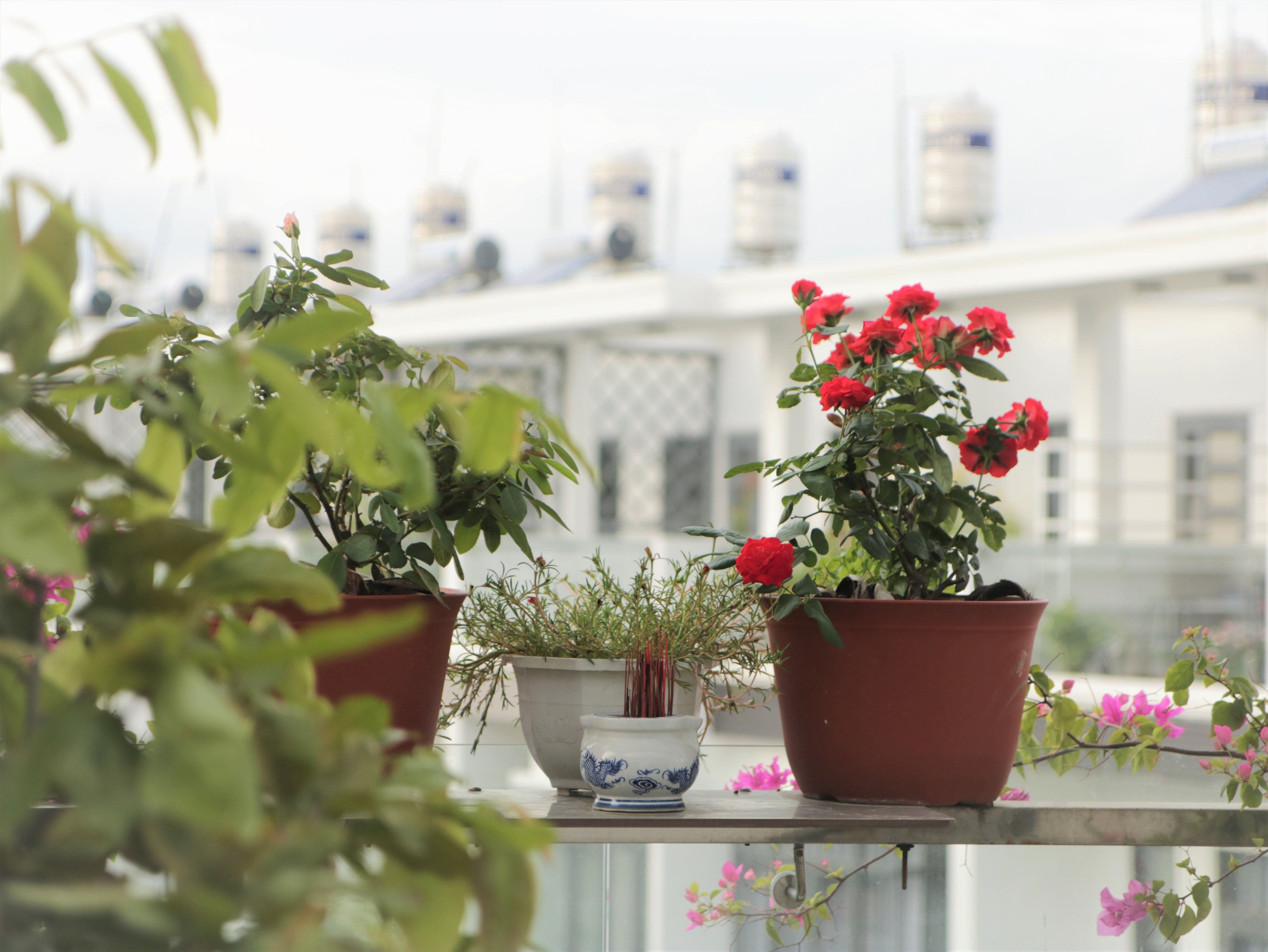 Potted plants with red flowers on an urban balcony